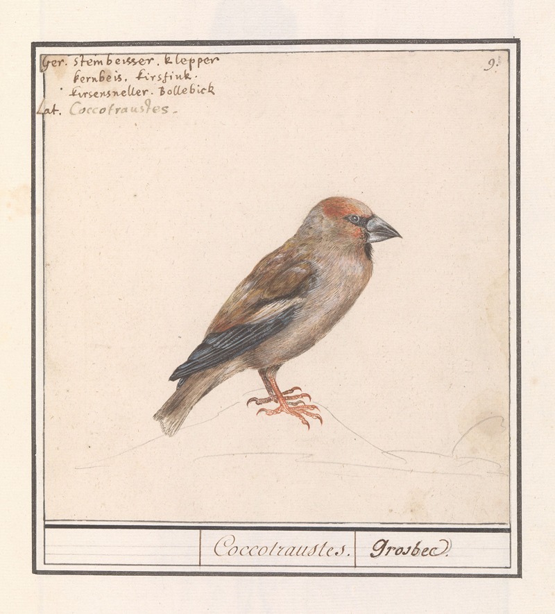 Anselmus Boëtius de Boodt - Appelvink (Coccothraustes coccothraustes)