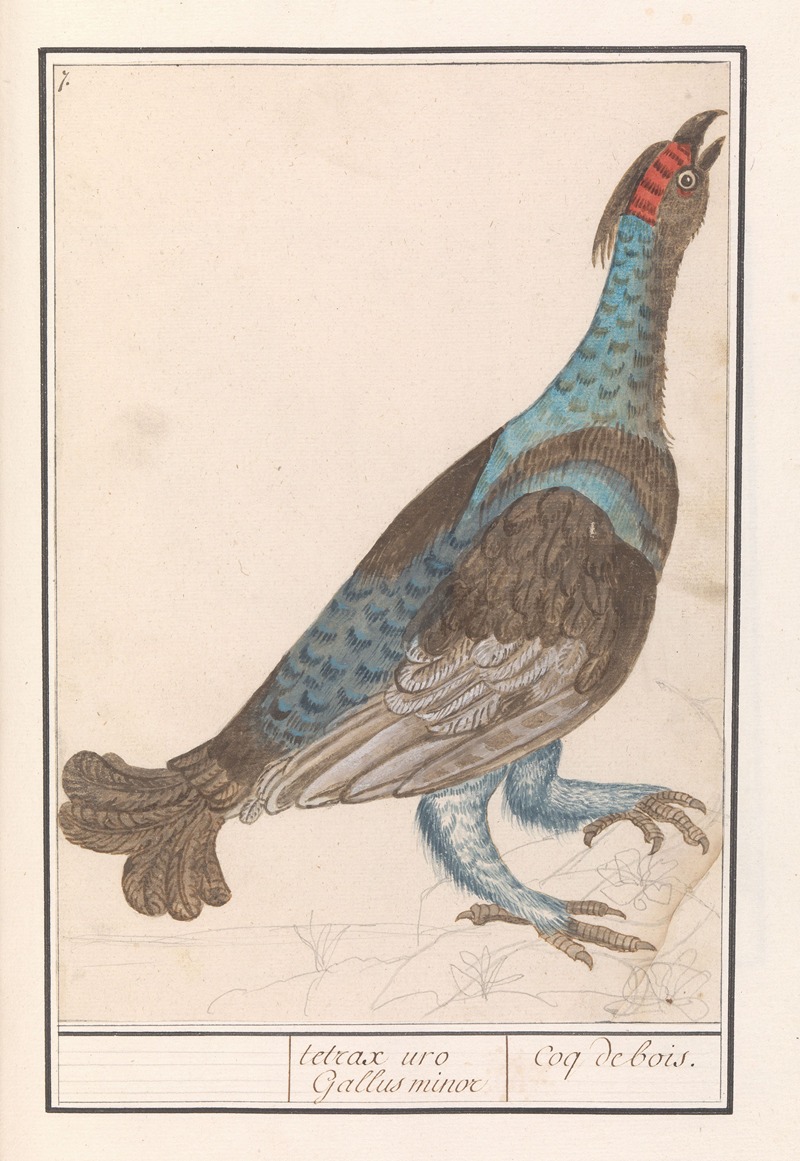 Anselmus Boëtius de Boodt - Auerhoen (Tetrao urogallus).