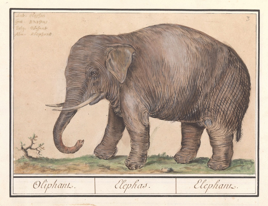 Anselmus Boëtius de Boodt - Aziatische olifant (Elephas maximus) Oliphant. Elephas. Elephant.