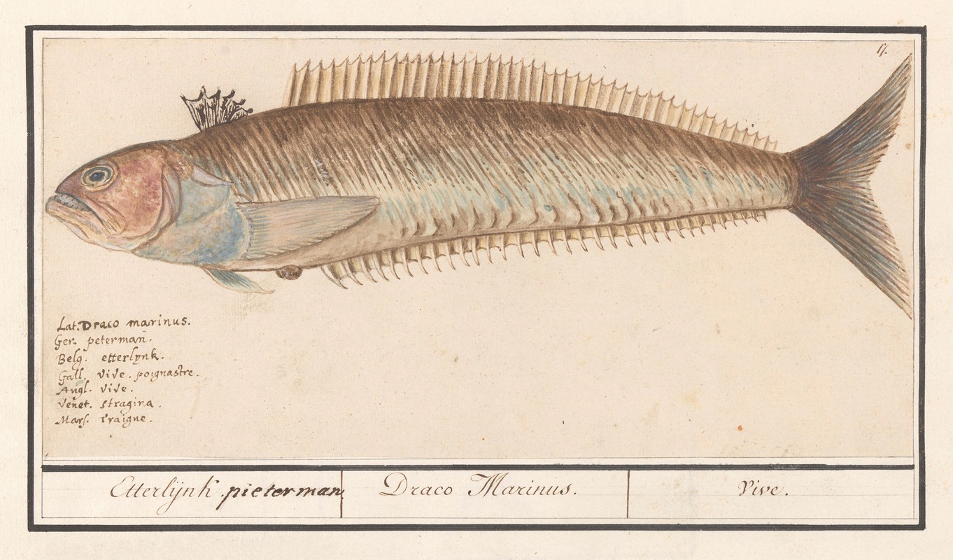 Anselmus Boëtius de Boodt - Baarsachtige (Perciformes), mogelijk een pieterman (Trachinus) Etterlijnk. pieterman Draco Marinus. Vive