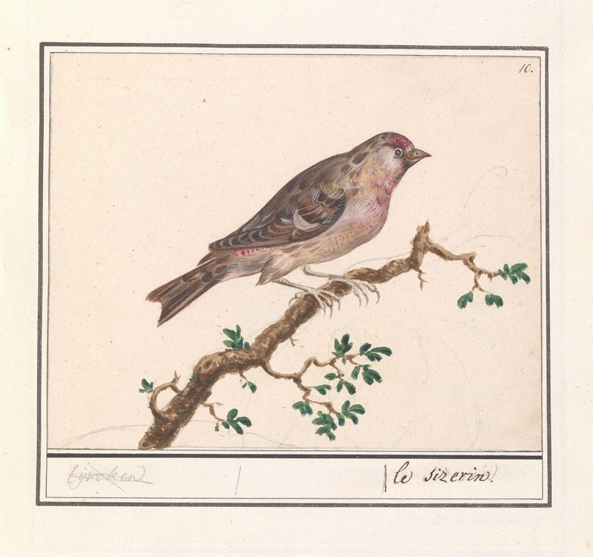 Anselmus Boëtius de Boodt - Barmsijs (Carduelis flammea)