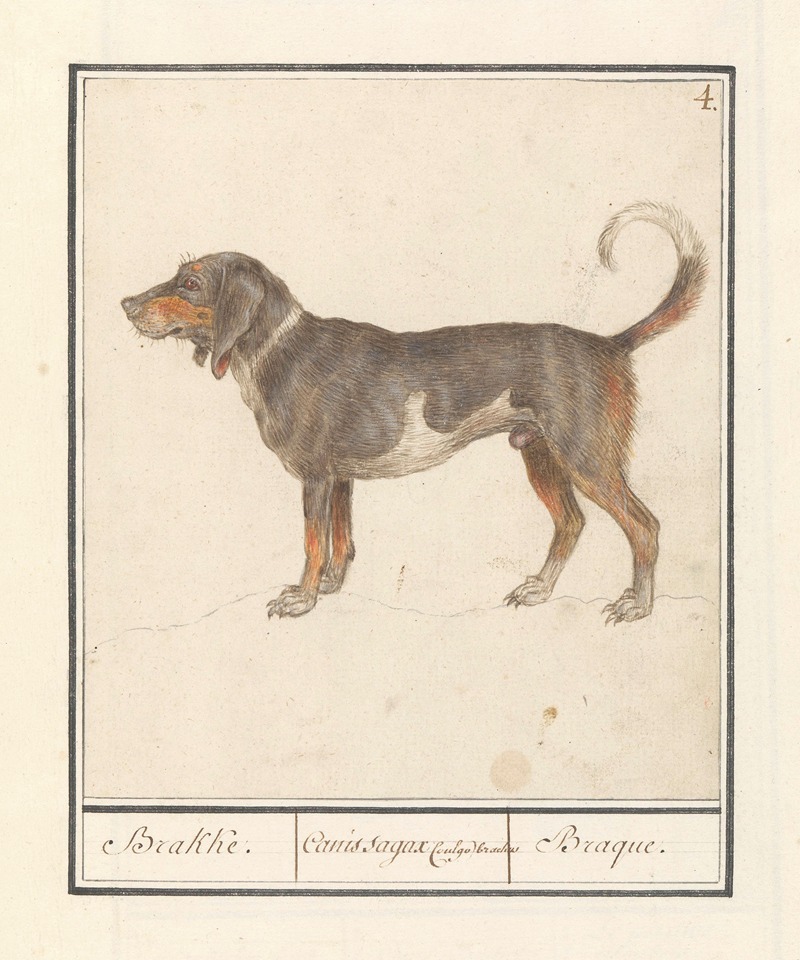 Anselmus Boëtius de Boodt - Beagle of Braque du Bourbonnais (Canis lupus familiaris)