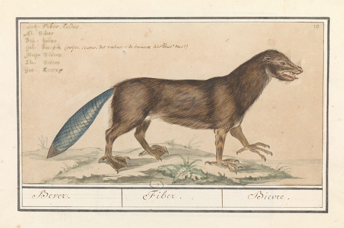 Anselmus Boëtius de Boodt - Bever (Castor) Bevere. Fiber. Bievre.