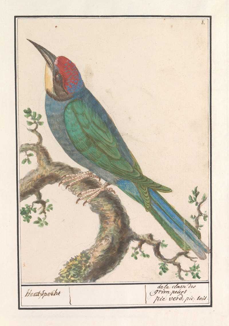 Anselmus Boëtius de Boodt - Bijeneter (Merops apiaster)