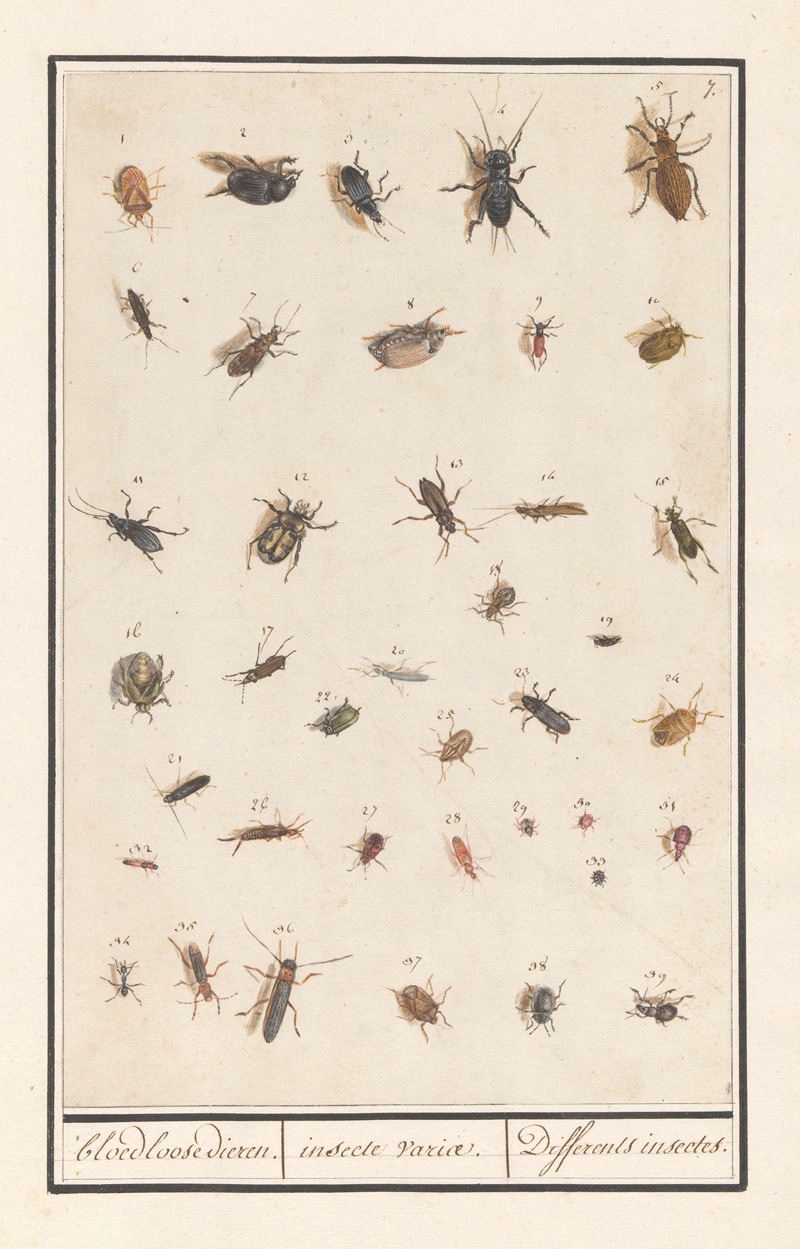 Anselmus Boëtius de Boodt - Blad met negenendertig insecten bloedloose dieren. insecte variae. Differents insectes.