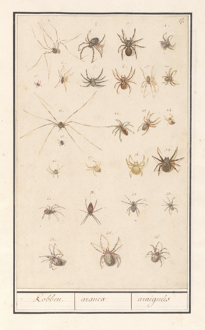 Anselmus Boëtius de Boodt - Blad met spinnen Kobben. aranea araignées