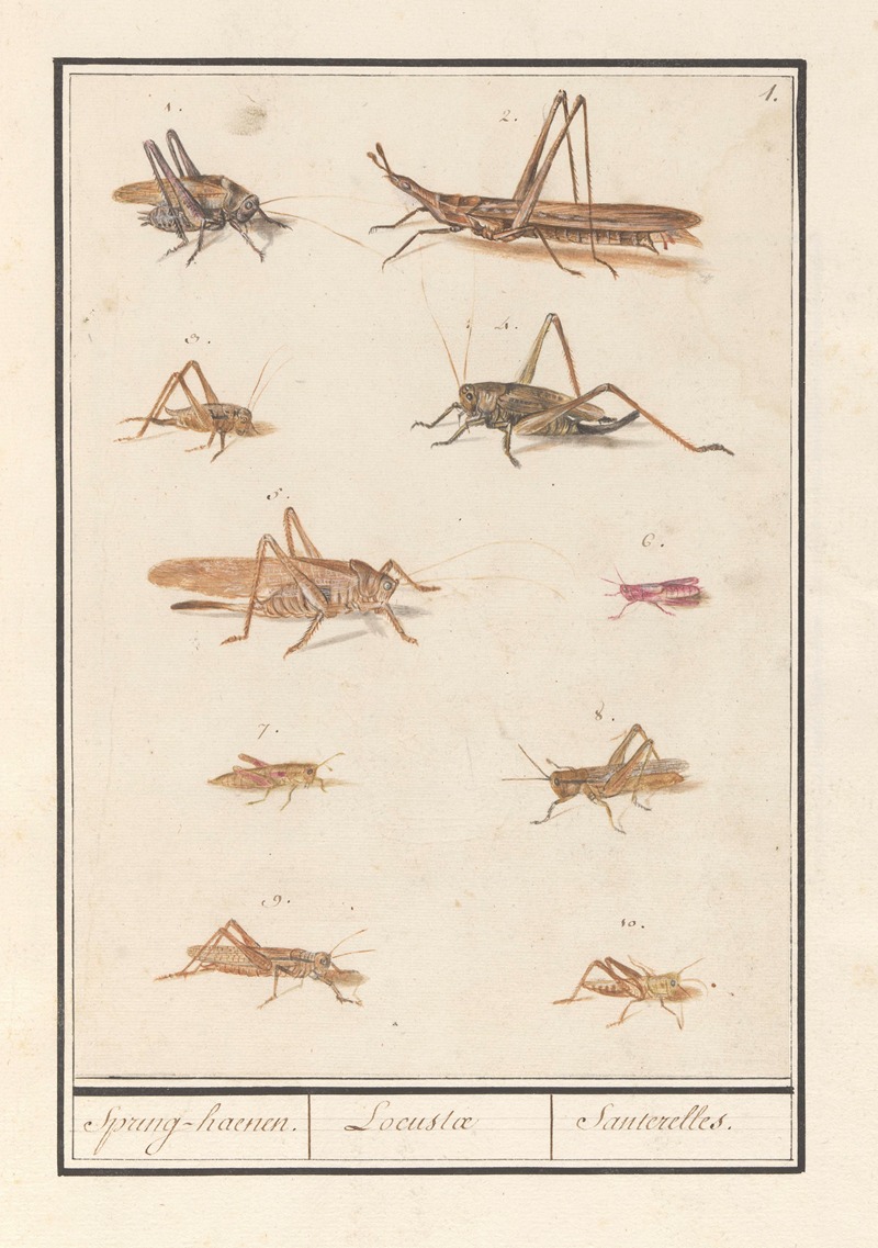 Anselmus Boëtius de Boodt - Blad met tien sprinkhanen Spring-haenen. Locustae Santerelles.