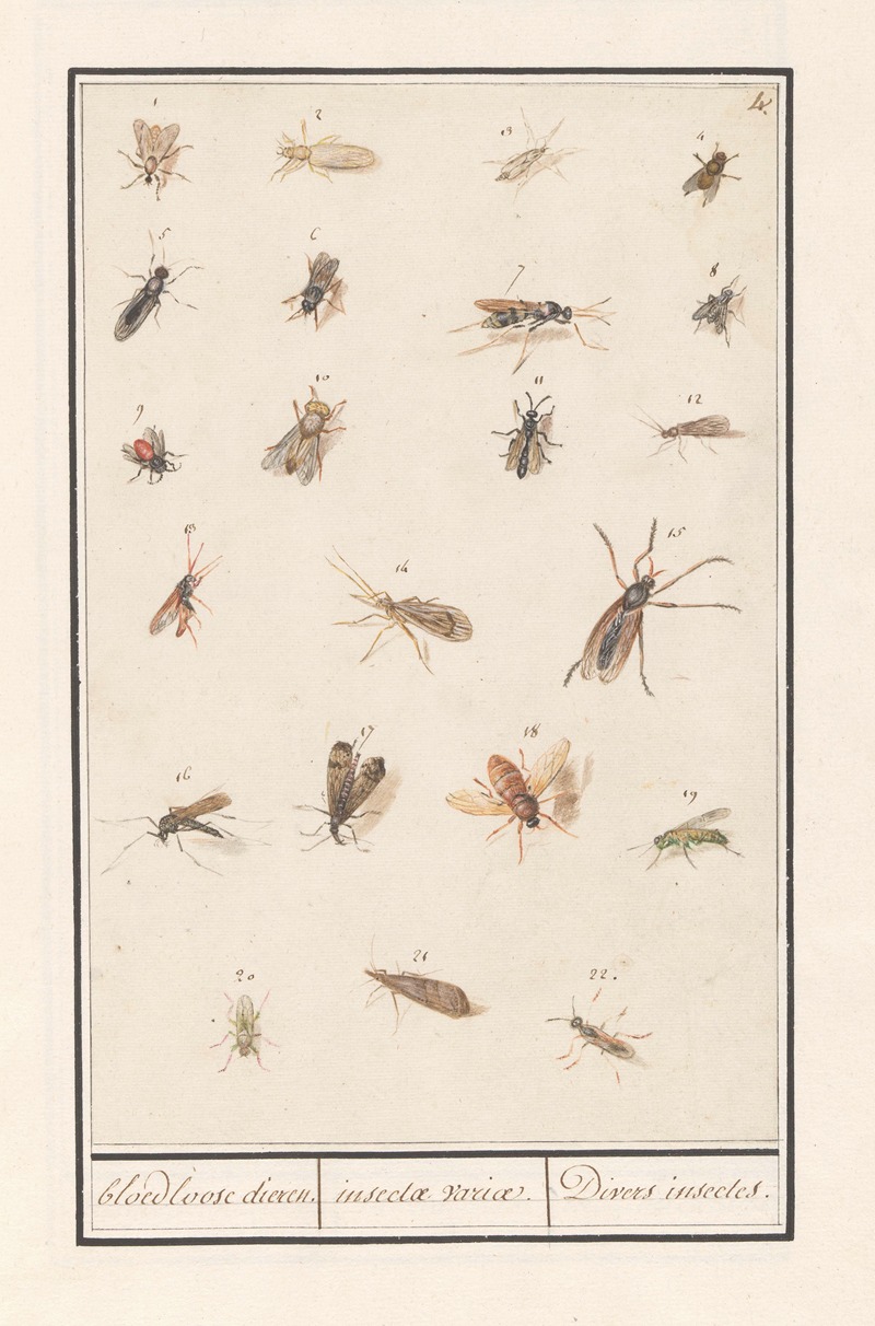 Anselmus Boëtius de Boodt - Blad met tweeëntwintig gevleugelde insecten bloedloose dieren. insectae variae. Divers insectes.