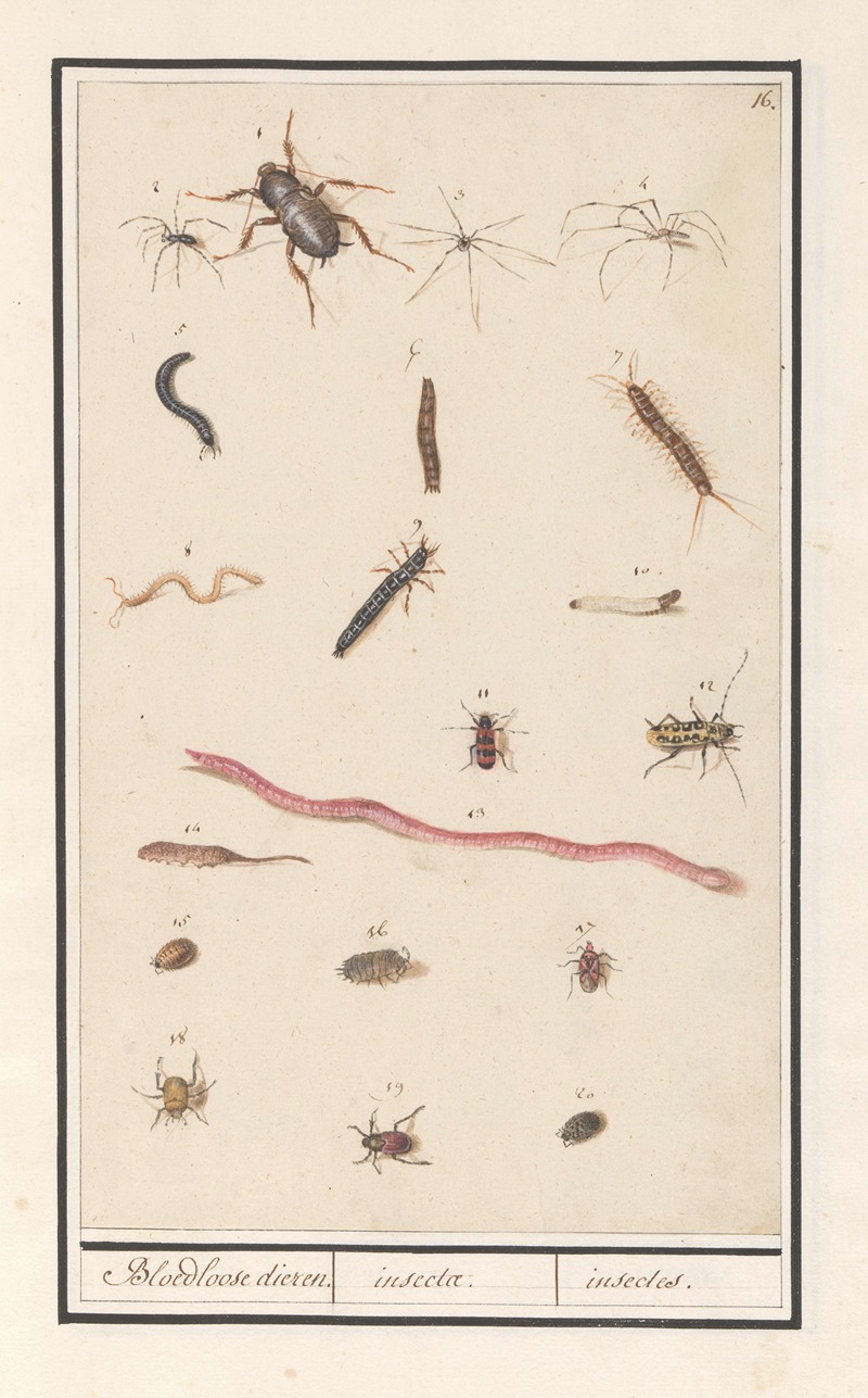 Anselmus Boëtius de Boodt - Blad met verschillende insecten en spinnen Bloedloose dieren. insectae. insectes