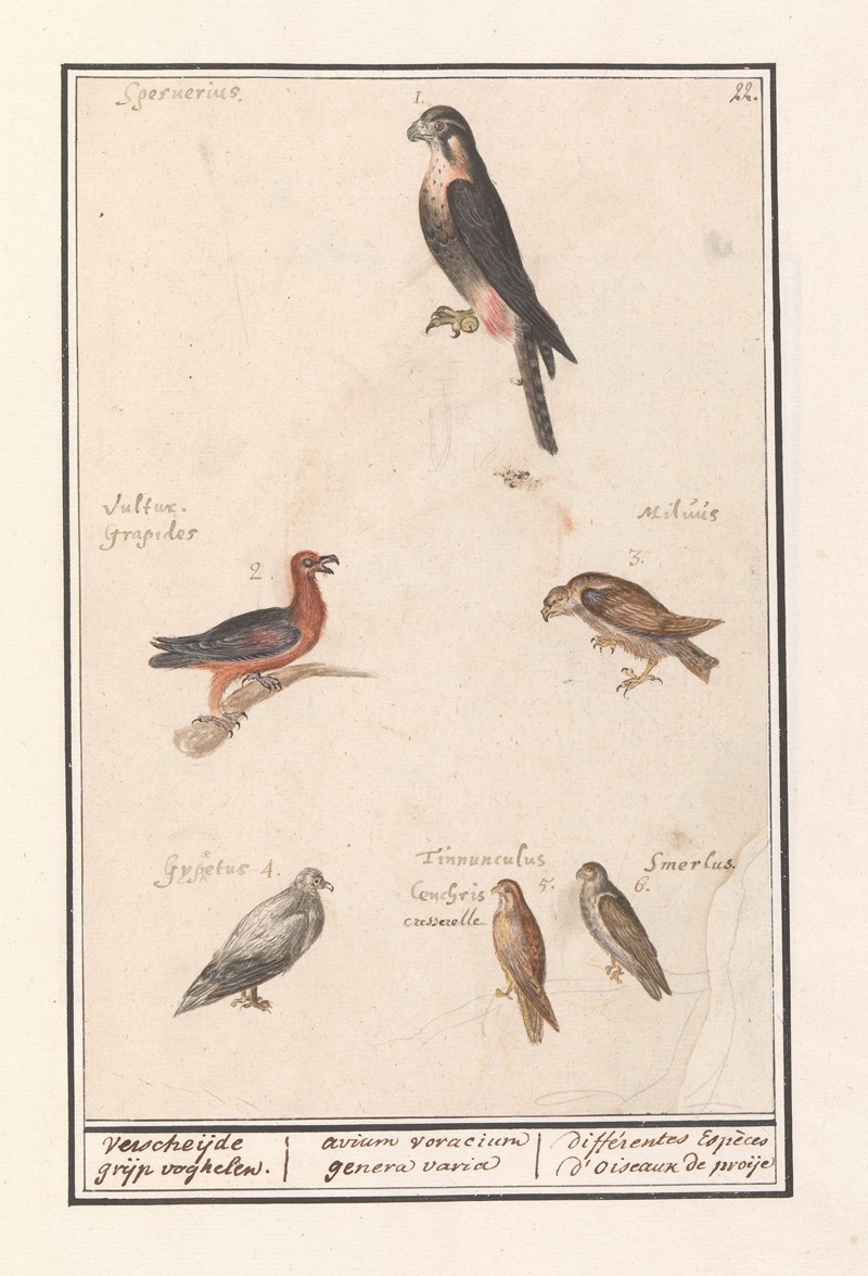 Anselmus Boëtius de Boodt - Blad met zes roofvogels Verscheijde grijp voghelen. avium voracium genera varia différentes Espèces d’oiseaux de proije