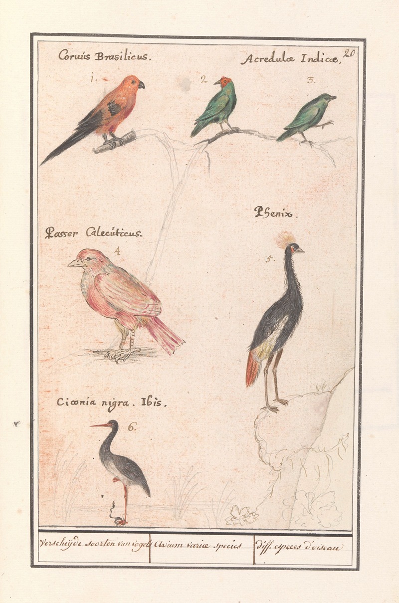 Anselmus Boëtius de Boodt - Blad met zes vogels Verscheijde soorten van vogels Avium variae species diff. especes d’oiseau