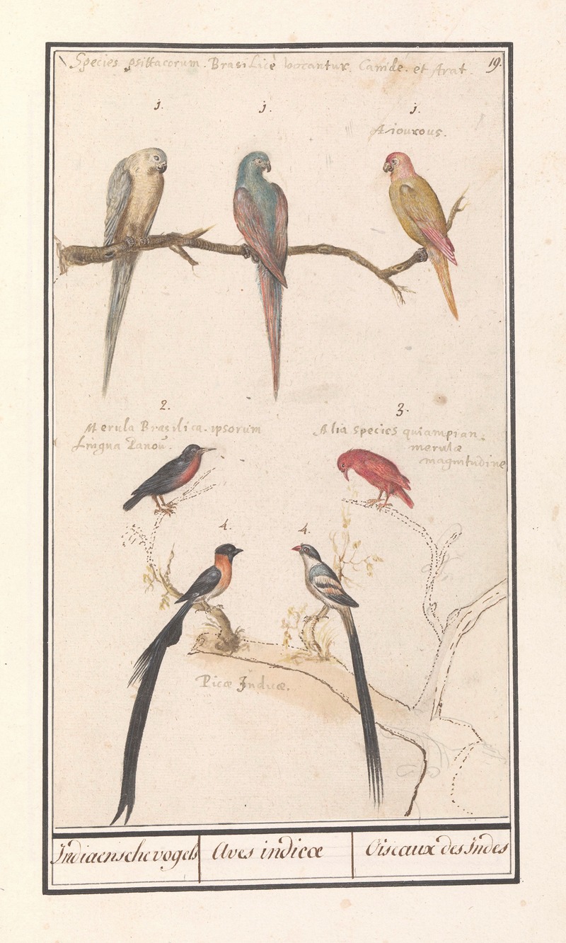 Anselmus Boëtius de Boodt - Blad met zeven tropische vogels Indiaensche vogels Aves indicae Oiseaux des Indes