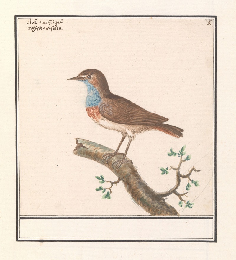 Anselmus Boëtius de Boodt - Blauwborst (Luscinia svecica)