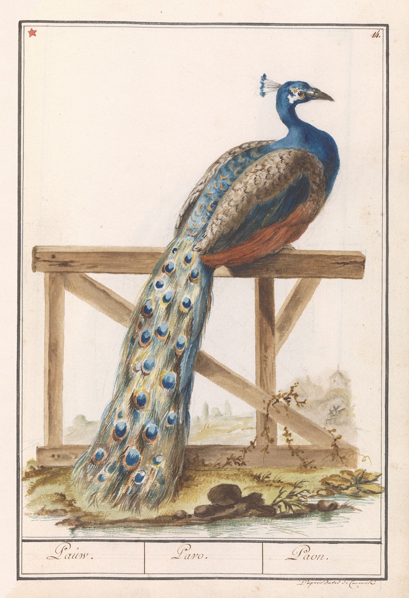 Anselmus Boëtius de Boodt - Blauwe pauw (Pavo cristatus)