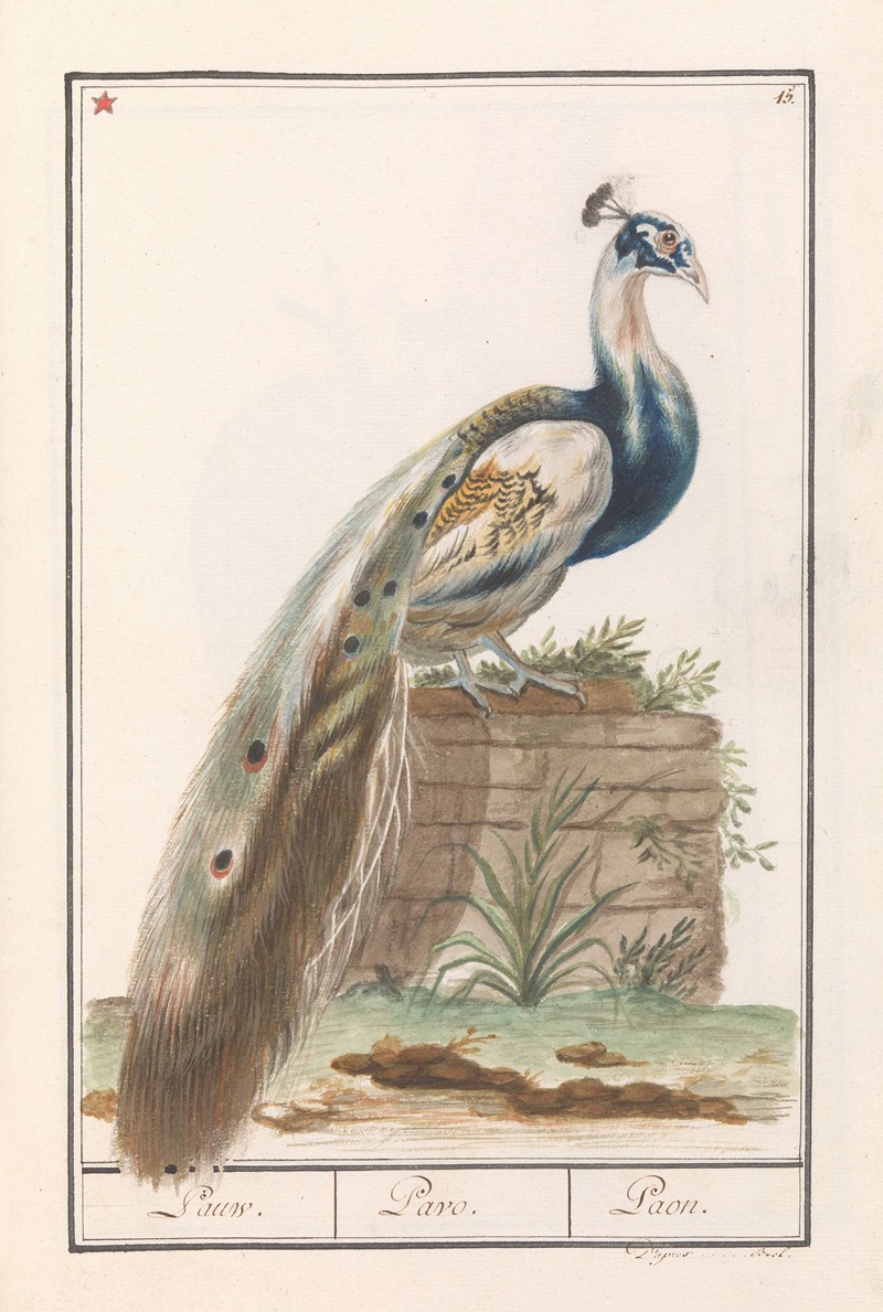 Anselmus Boëtius de Boodt - Blauwe pauw (Pavo cristatus)