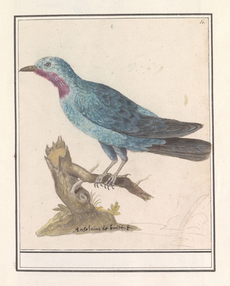 Anselmus Boëtius de Boodt - Blauwe rotslijster (Monticola solitarius)