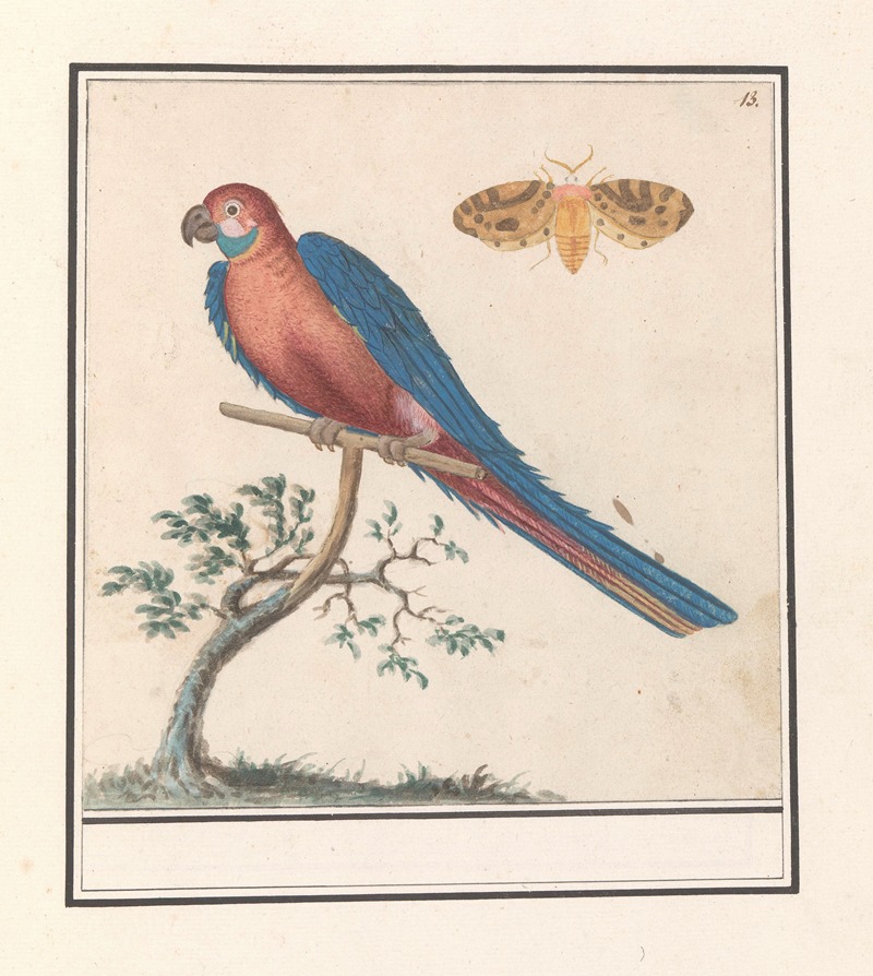 Anselmus Boëtius de Boodt - Blauwgele Ara (Ara ararauna) en een insect