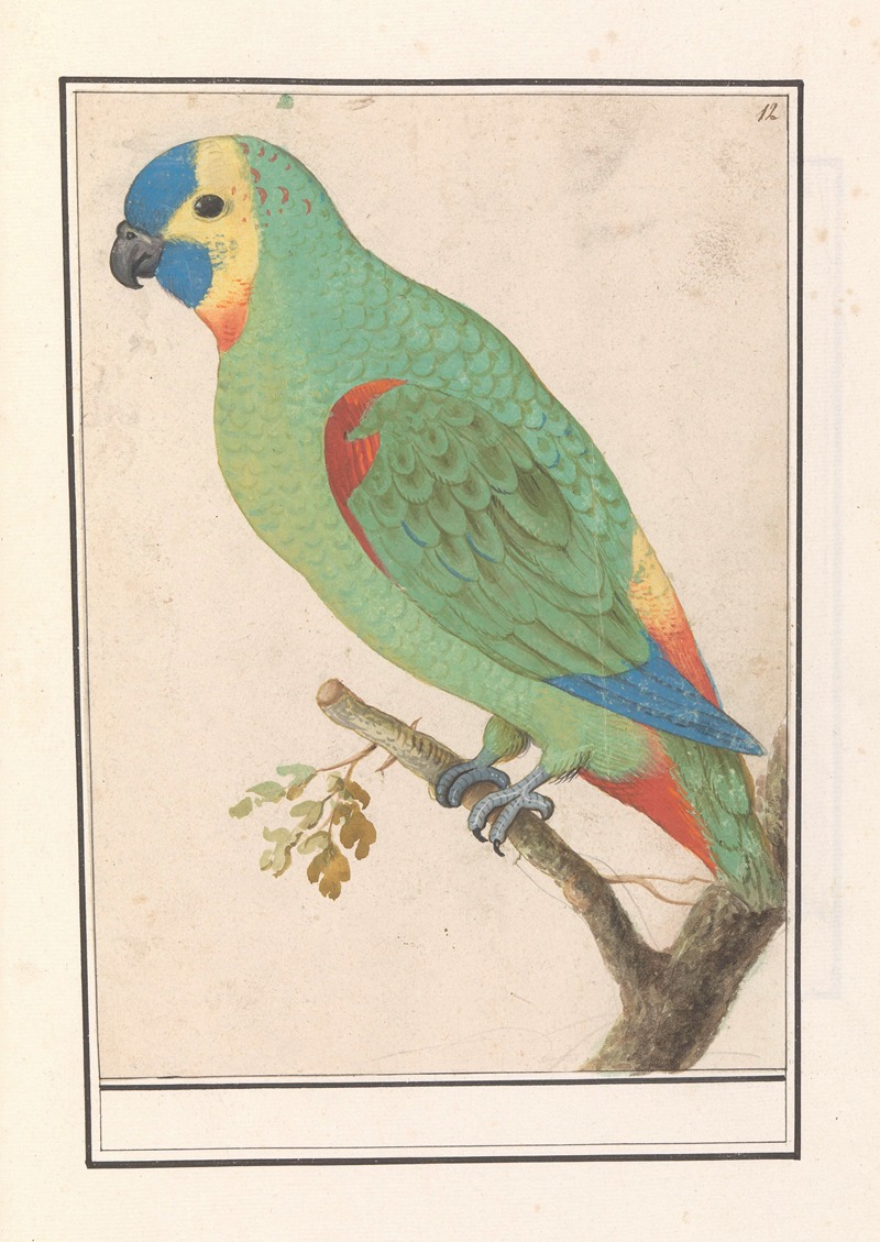 Anselmus Boëtius de Boodt - Blauwvoorhoofdamazone (Amazona aestiva)