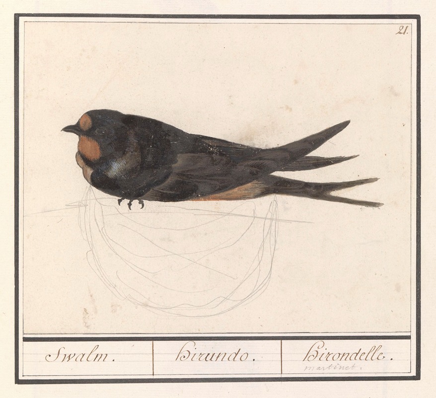 Anselmus Boëtius de Boodt - Boerenzwaluw (Hirundo rustica) Swalm. Hirando. Hirondelle