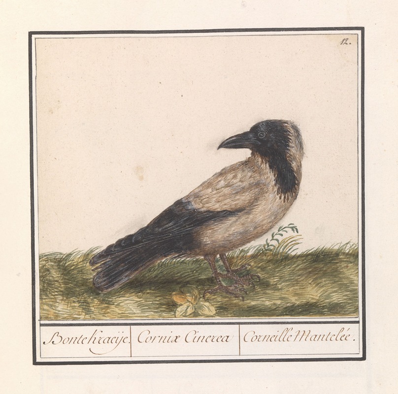 Anselmus Boëtius de Boodt - Bonte kraai (Corvus cornix)