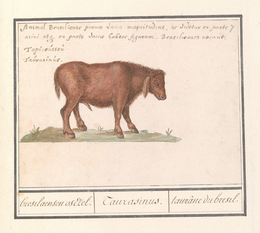 Anselmus Boëtius de Boodt - Braziliaans rund (Bos taurus) bresilaensen os Ezel. Taurasinus. taurane de bresil