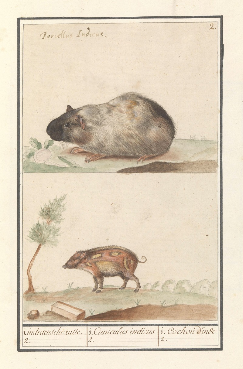 Anselmus Boëtius de Boodt - Cavia (Cavia porcellus) en varken 1. Indiaensche ratte. 2. 1. Cuniculus indicus 2. 1. Cochon d’inde 2.