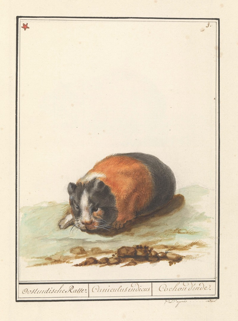 Anselmus Boëtius de Boodt - Cavia (Cavia) Oostindische Ratte. Cuniculus indicus Cochon d’inde