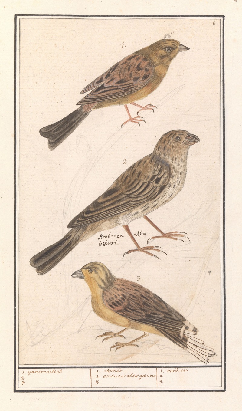 Anselmus Boëtius de Boodt - Cirlgors (Emberiza cirlus), grauwe gors (Emberiza calandra) en een geelgors (Emberiza citrinella)