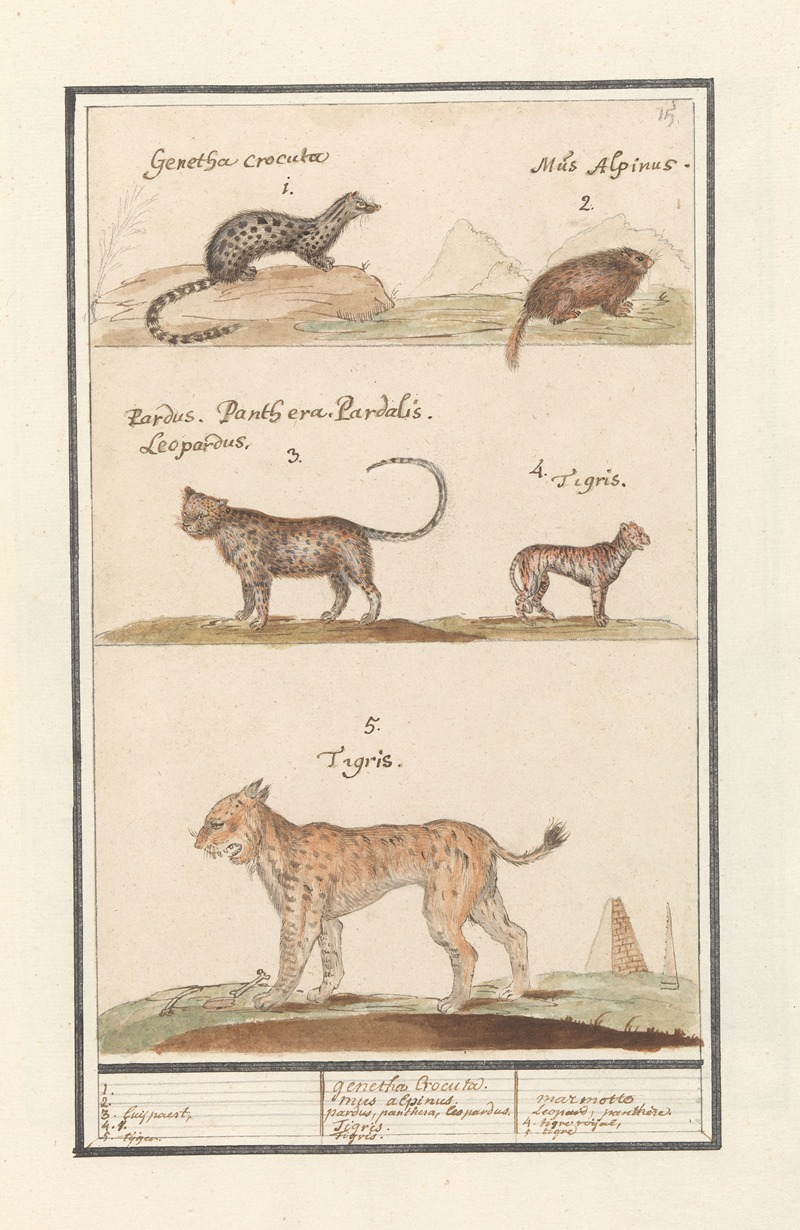 Anselmus Boëtius de Boodt - Civetkat (Viverra), alpenmarmot (Marmota marmota), luipaard (Panthera pardus) en tijger (Panthera tigris)