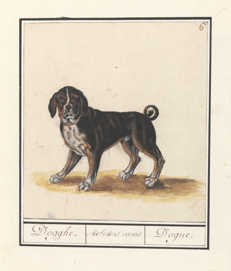 Anselmus Boëtius de Boodt - Dog (Canis lupus familiaris) Dogghe. Molossus canis Dogue.