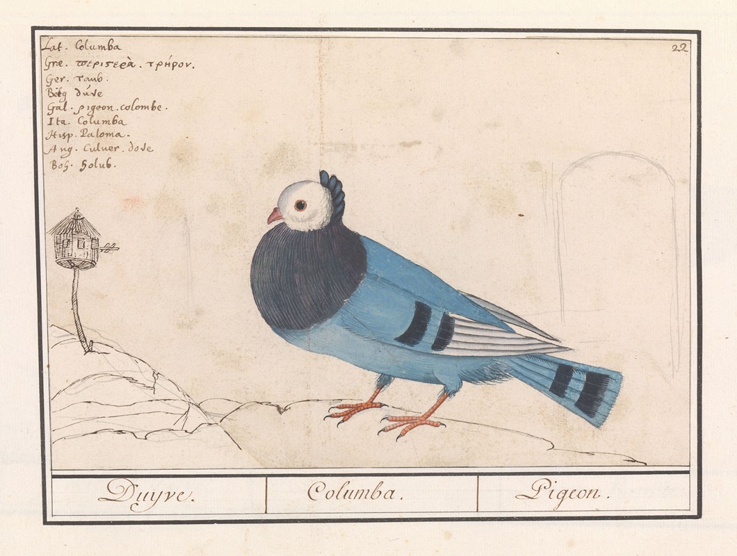 Anselmus Boëtius de Boodt - Duif (Columbidae)