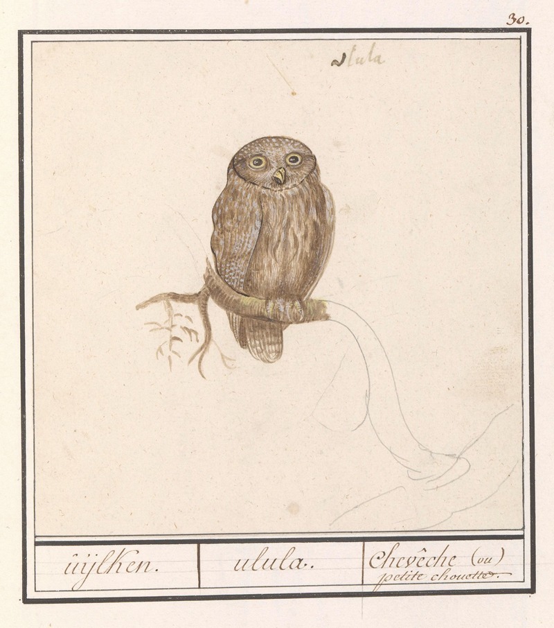 Anselmus Boëtius de Boodt - Dwerguil (Glaucidium passerinum) uijlken. ulula chevêche (ou) petite chouette.