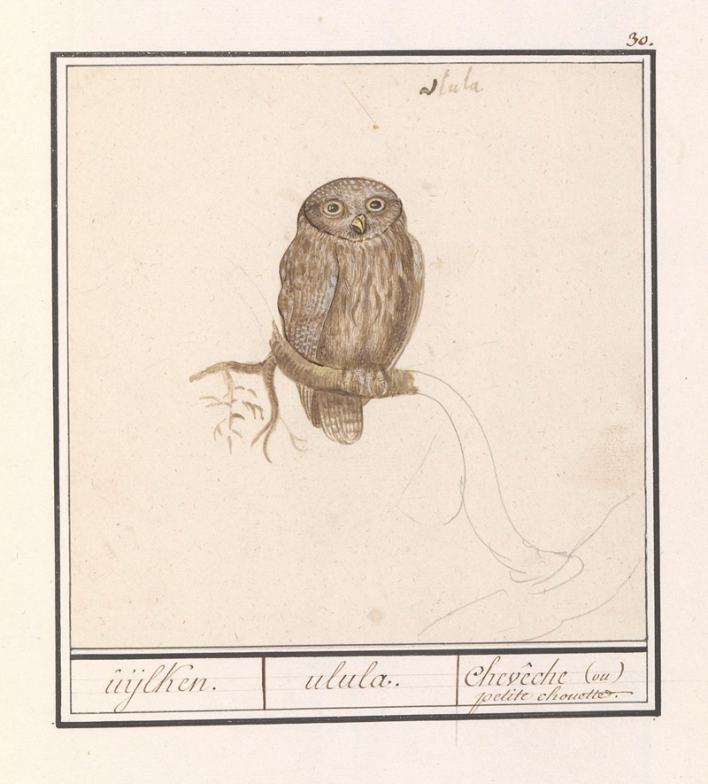 Anselmus Boëtius de Boodt - Dwerguil (Glaucidium passerinum) uijlken. ulula chevêche (ou) petite chouette