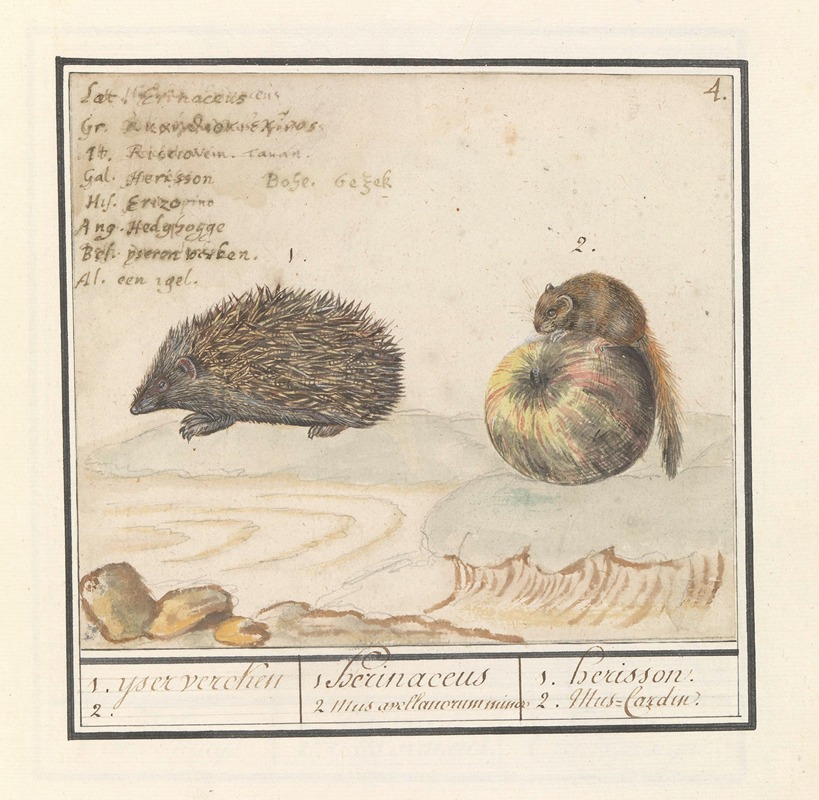 Anselmus Boëtius de Boodt - Egel (Erinaceus europaeus) en een hazelmuis (Muscardinus avellanarius) 1. yser vercken 2.