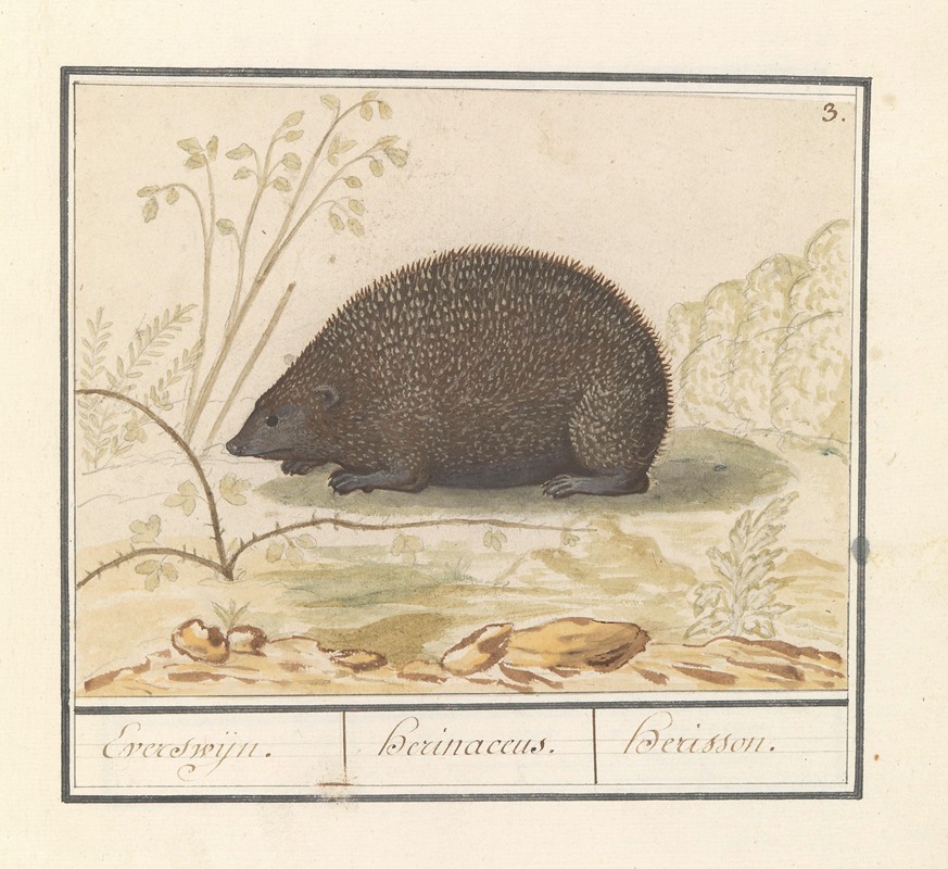 Anselmus Boëtius de Boodt - Egel (Erinaceus europaeus) Everswijn. Herinaceus. Herisson.