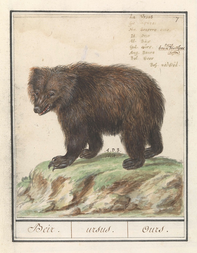 Anselmus Boëtius de Boodt - Europese bruine beer (Ursus arctos arctos) Beir. ursus. Ours.