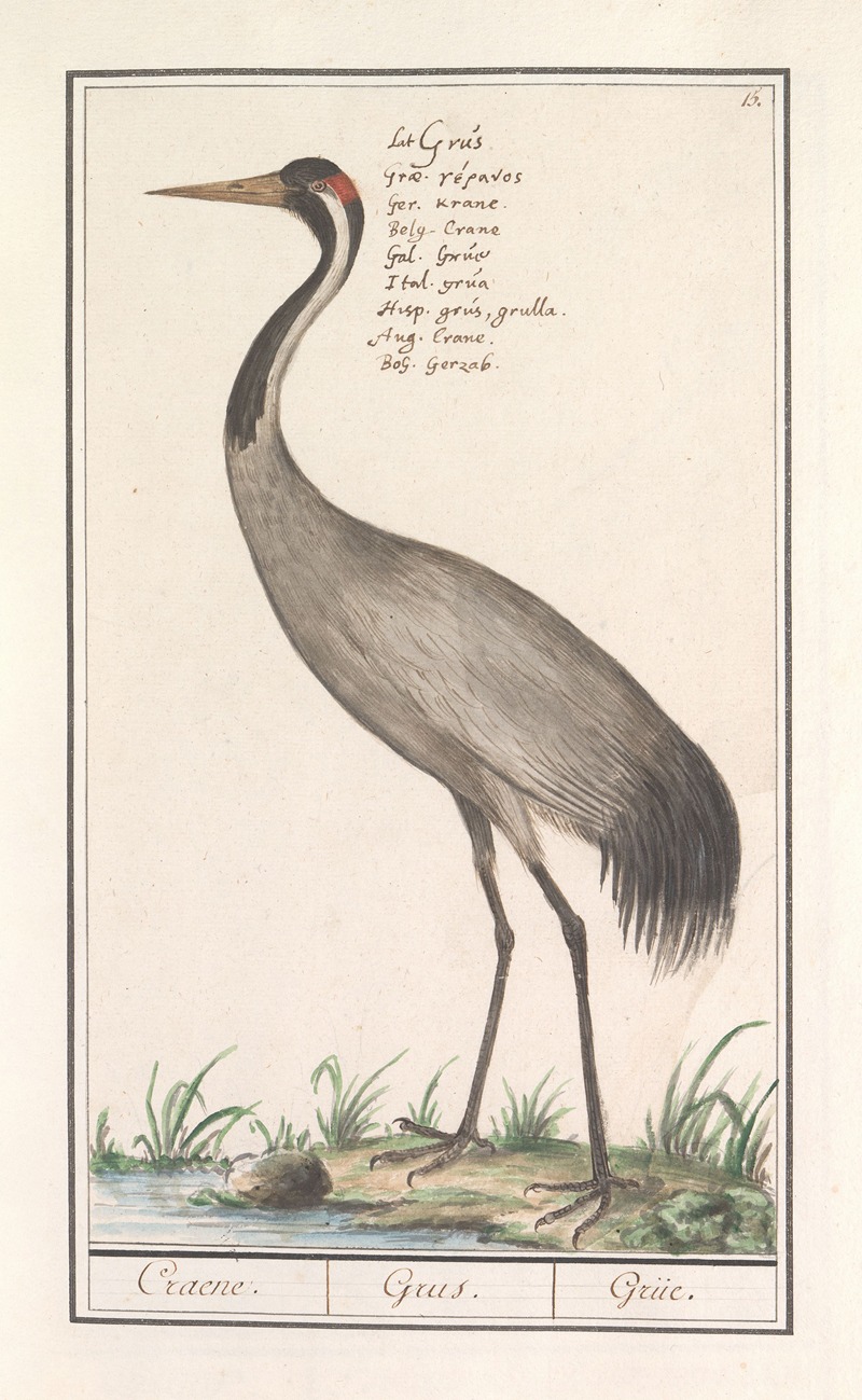 Anselmus Boëtius de Boodt - Europese kraanvogel (Grus grus)