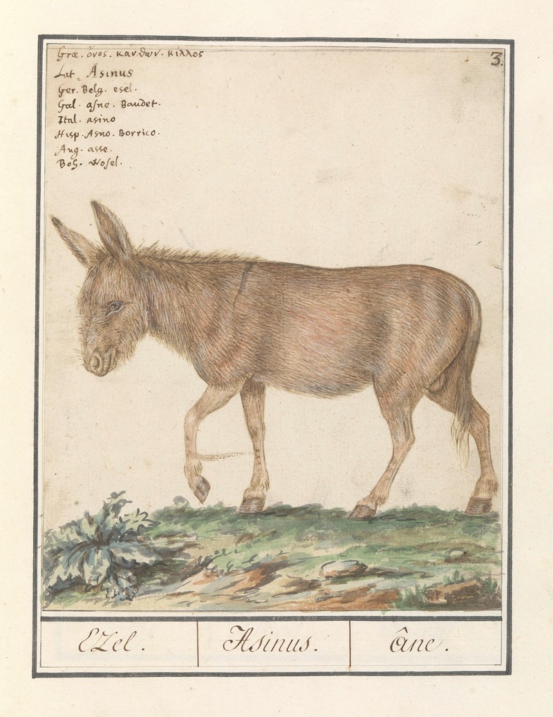 Anselmus Boëtius de Boodt - Ezel (Equus africanus asinus) Ezel. Asinus. âne.