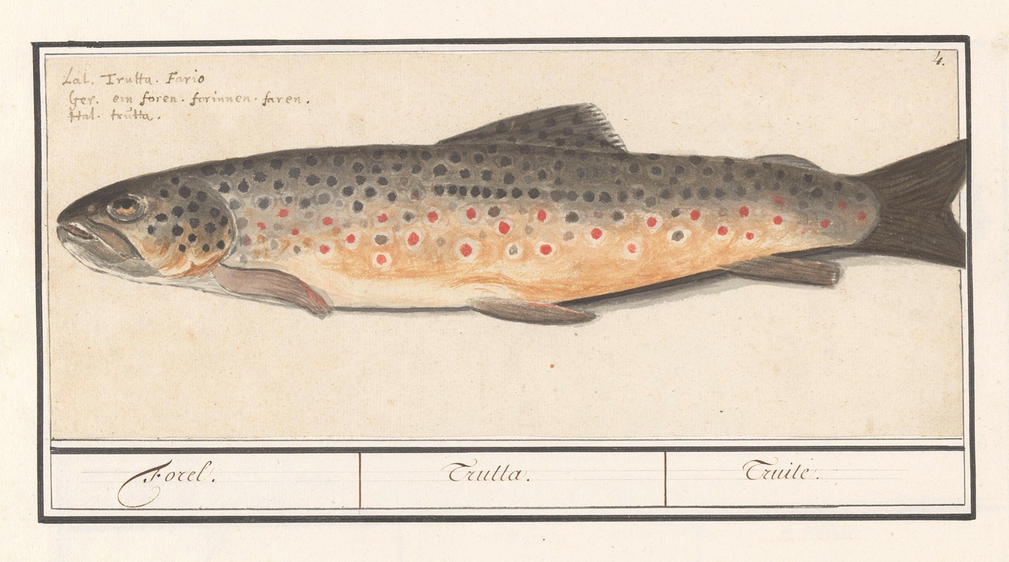 Anselmus Boëtius de Boodt - Forel (Salmo trutta) Forel. Trutta. Truile.