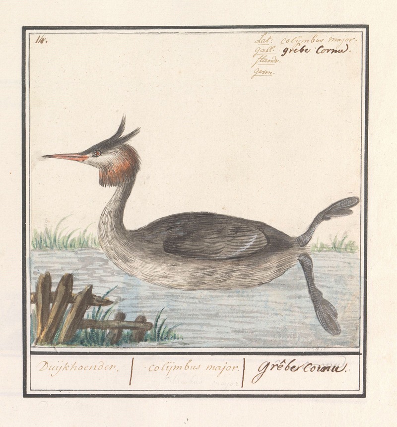 Anselmus Boëtius de Boodt - Fuut (Podiceps cristatus) Duijkhoender. colijmbus major. grêbe cornu.