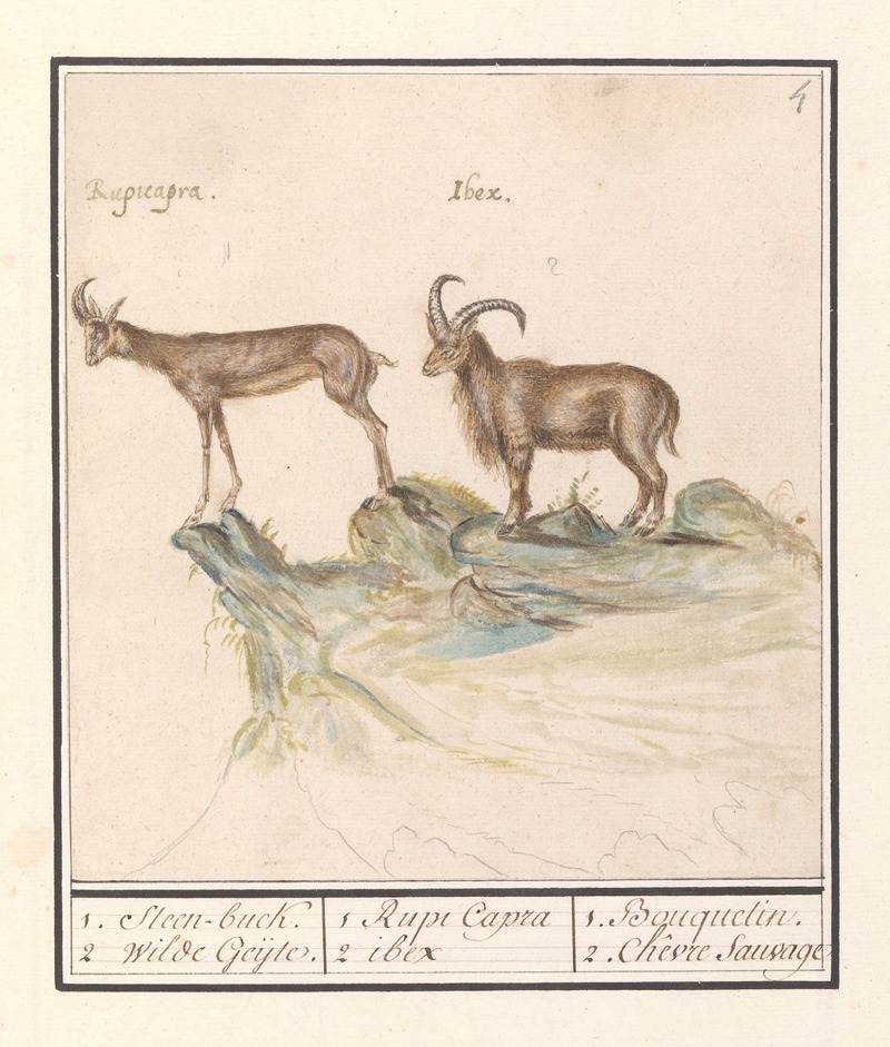 Anselmus Boëtius de Boodt - Gems (Rupicapra rupicapra) en Alpensteenbok (Capra ibex) 1. Steen-buck. 2. Wilde Geijte.