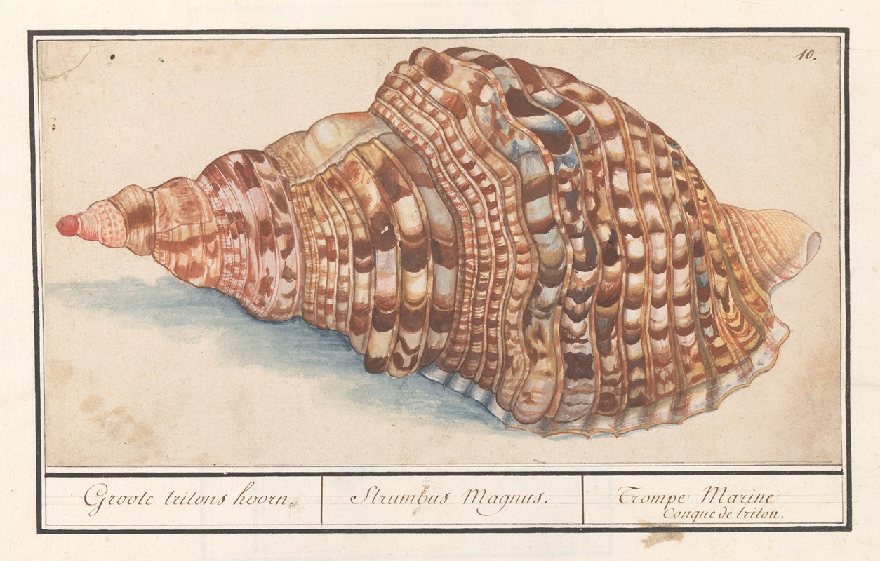 Anselmus Boëtius de Boodt - Gewone tritonshoren (Charonia tritonis) Groote tritons hoorn. Strumbus Magnus. Trompe Marine Conque de triton