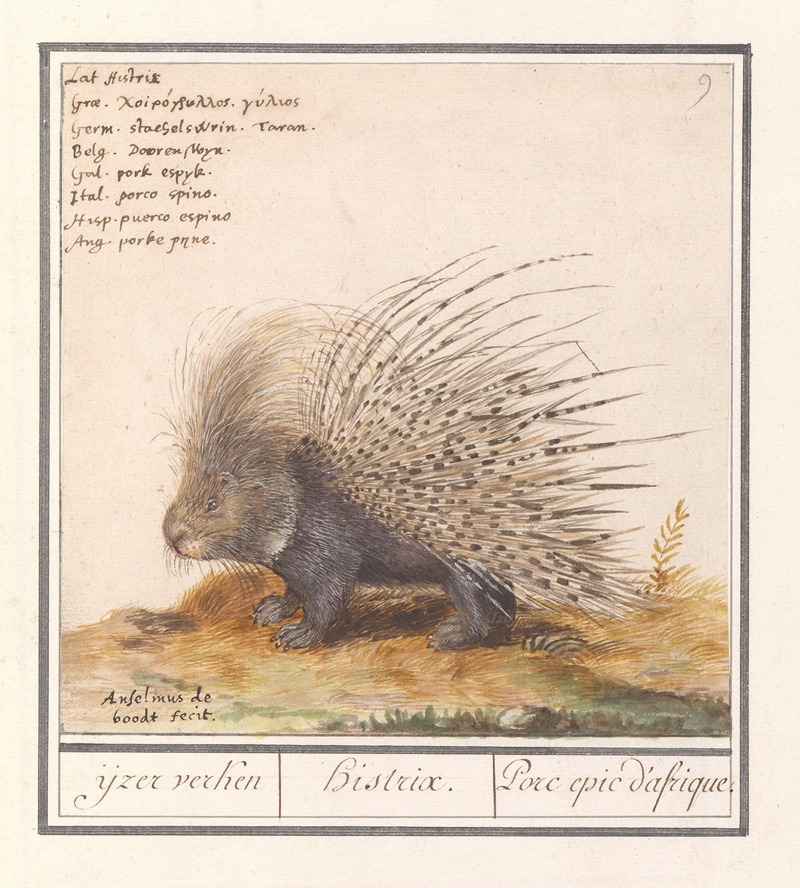 Anselmus Boëtius de Boodt - Gewoon stekelvarken (Hystrix cristata) ijzer verken Histrix. Porc epic d’afrique