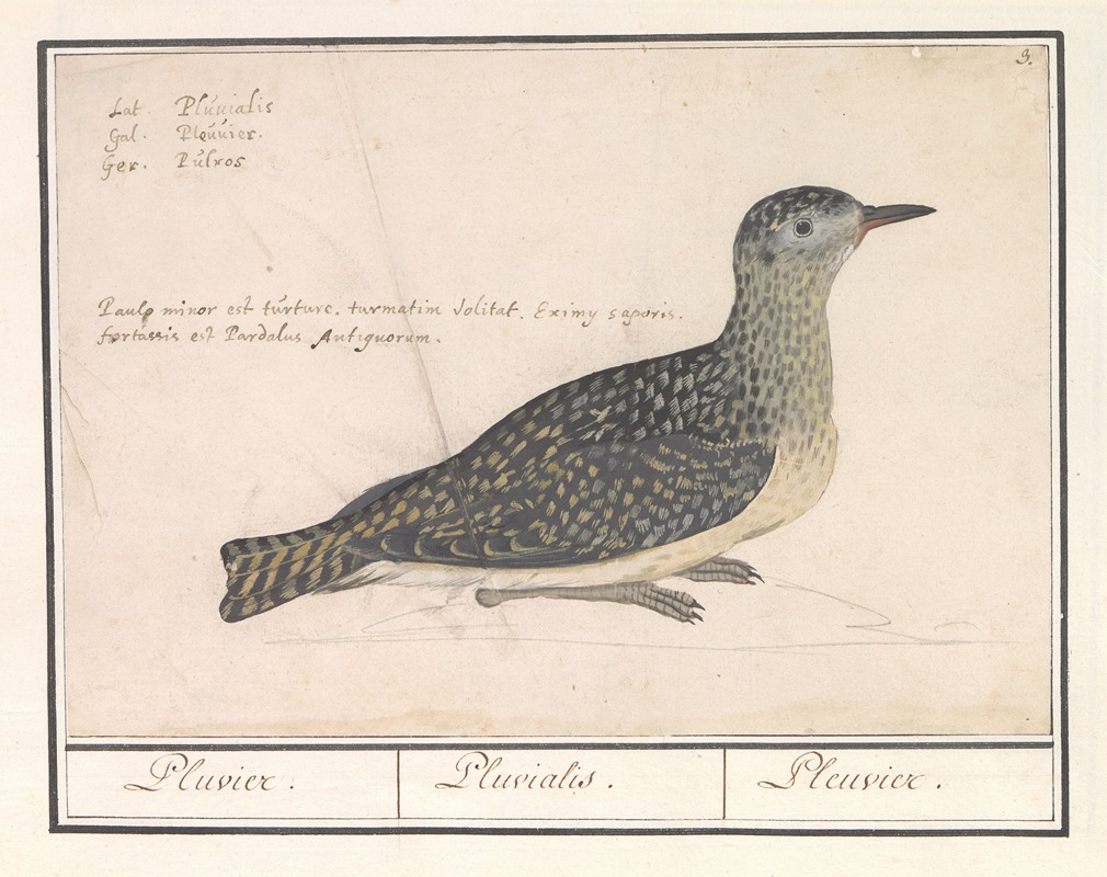 Anselmus Boëtius de Boodt - Goudplevier (Pluvialis apricaria)