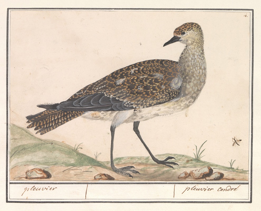 Anselmus Boëtius de Boodt - Goudplevier (Pluvialis apricaria)