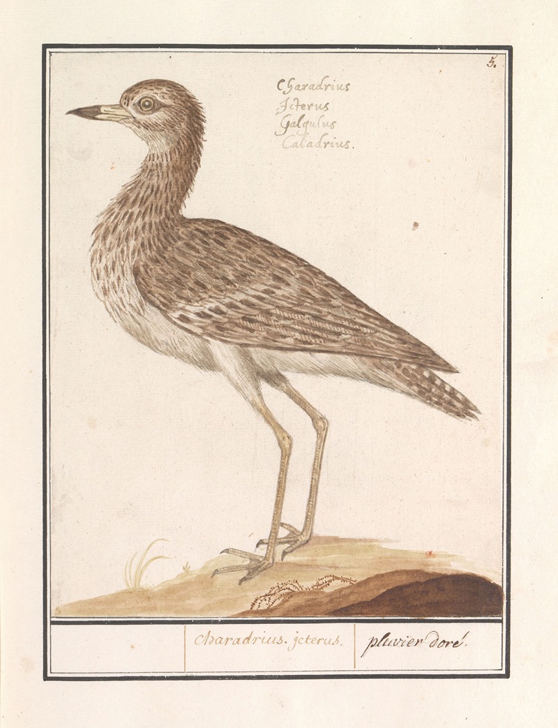 Anselmus Boëtius de Boodt - Goudplevier (Pluvialis apricaria)