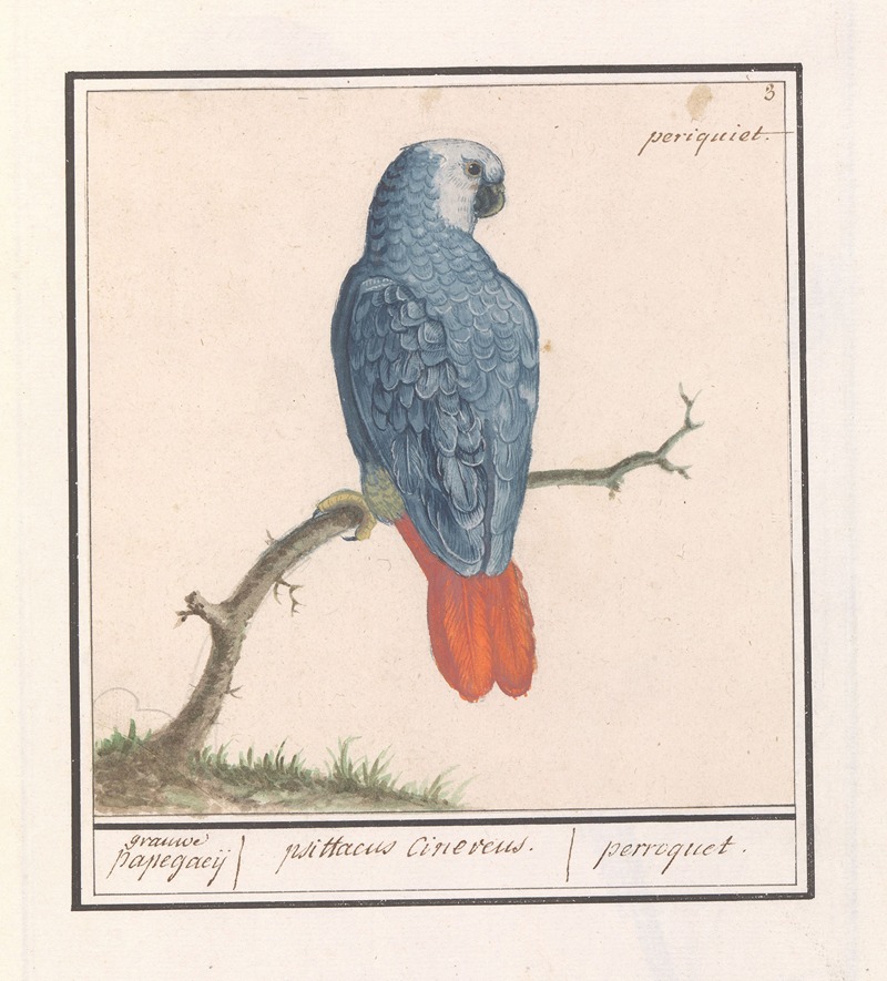 Anselmus Boëtius de Boodt - Grijze roodstaartpapegaai (Psittacus erithacus)