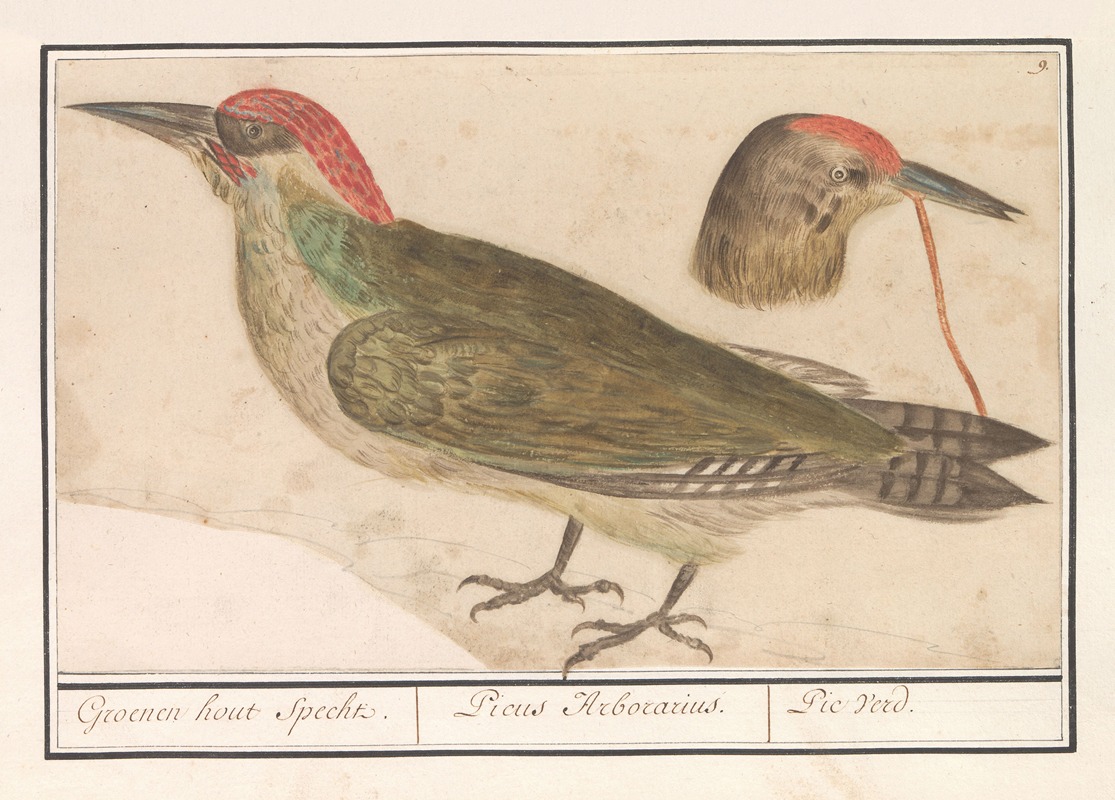 Anselmus Boëtius de Boodt - Groene specht (Picus viridis)