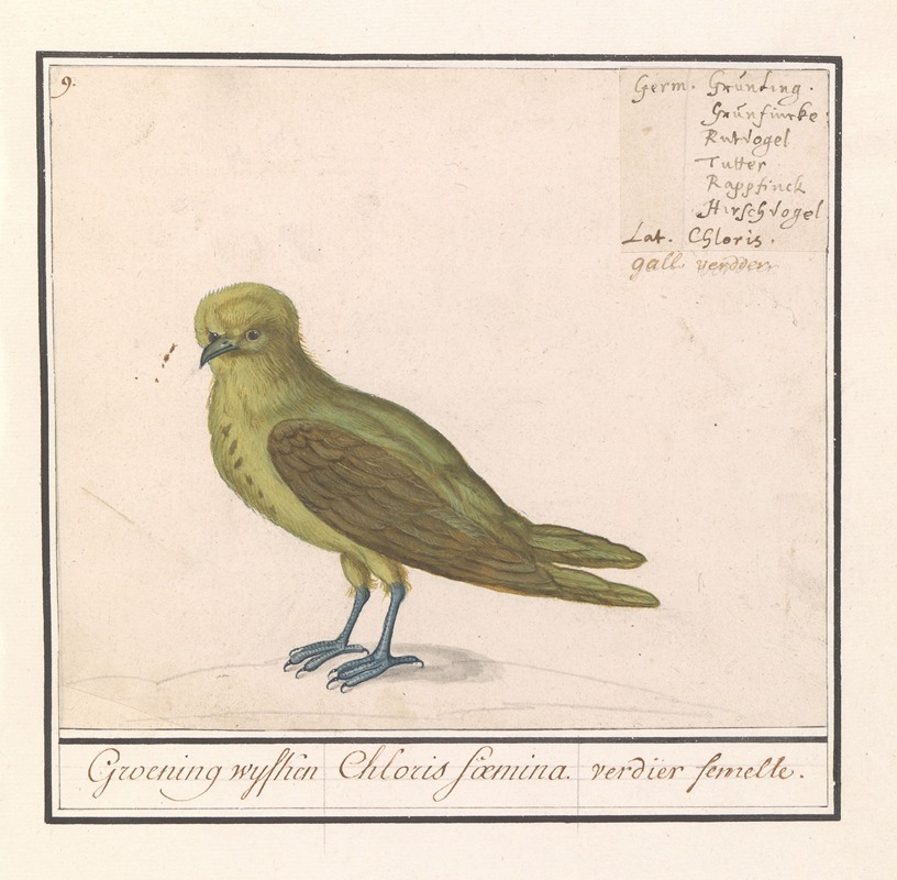 Anselmus Boëtius de Boodt - Groenling (Chloris chloris)