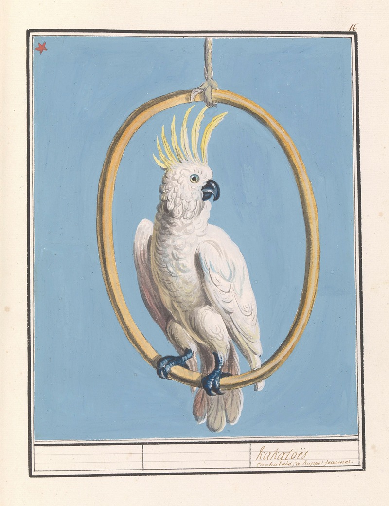 Anselmus Boëtius de Boodt - Grote geelkuifkaketoe (Cacatua galerita) Kakatoës